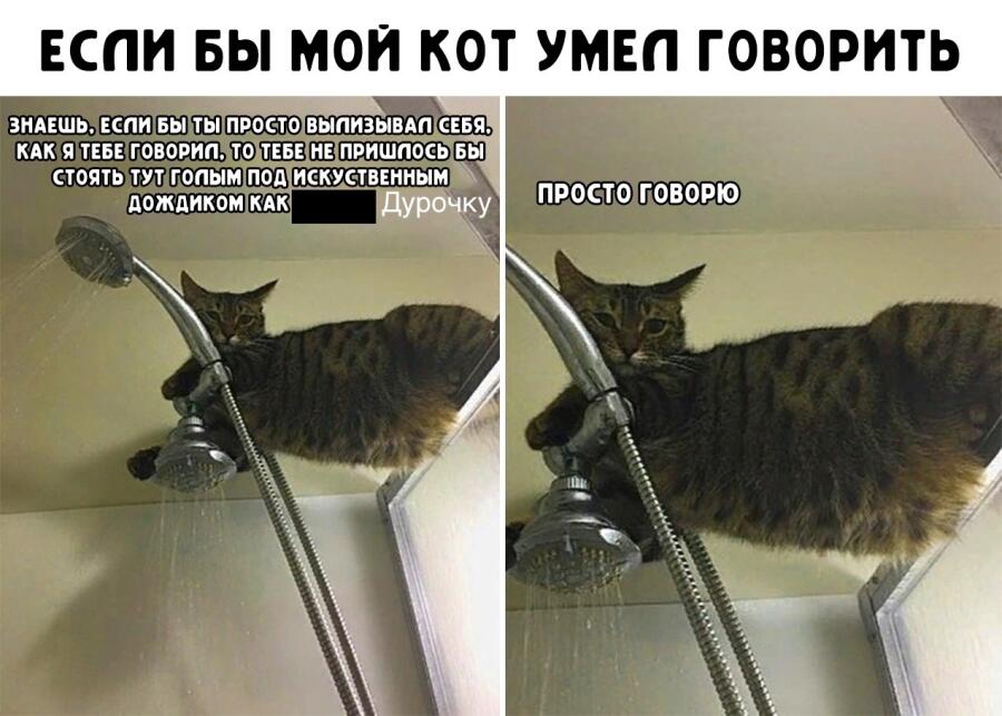Мой кот