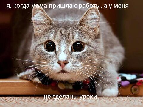 Мем от Werewoof (ушёл)