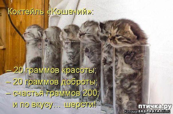 Мемы со с котами