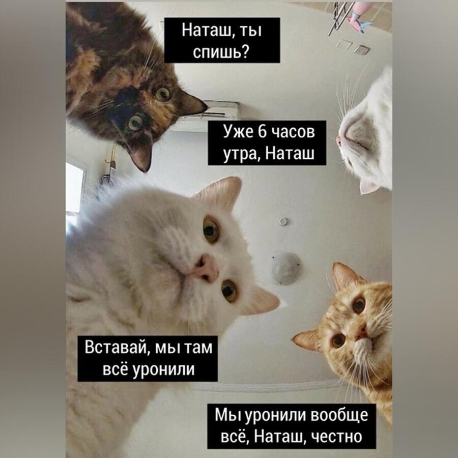 Мем от 🍩Котерия😺