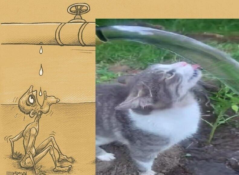 кот, имейте совесть!