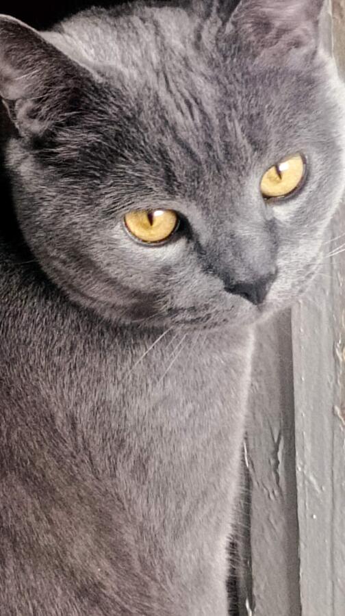 Кто не любит котиков?