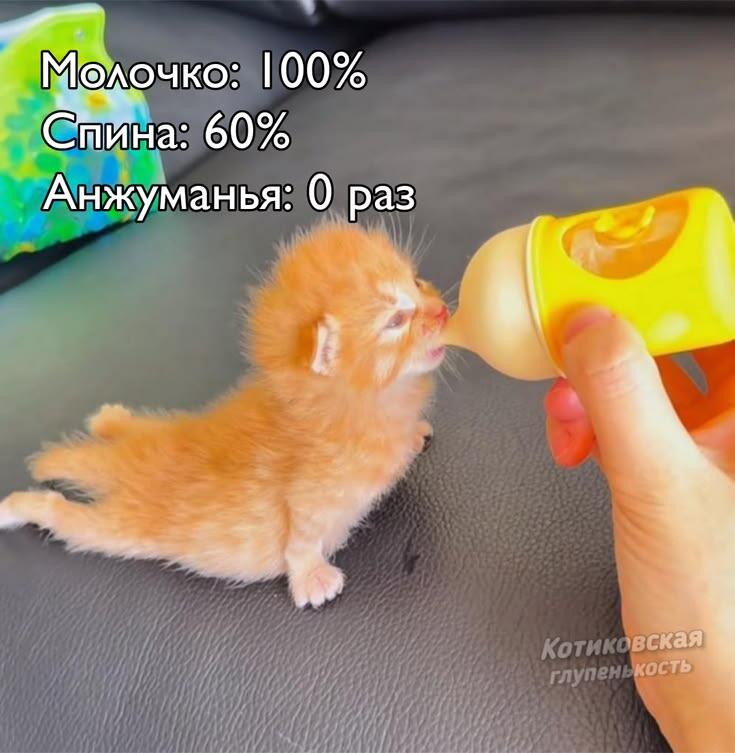 Маленький рыжий котёнок пьёт молоко из бутылочки, которую держит человек. На переднем плане текст с характеристиками котёнка.