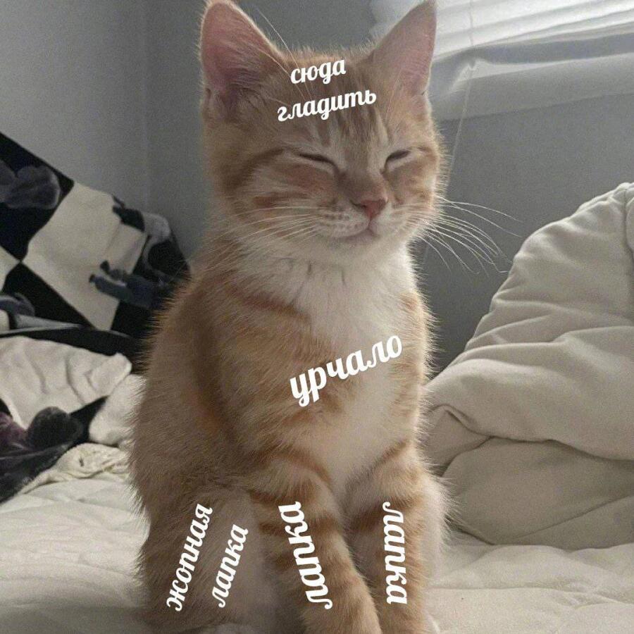 Мем от misfortune official