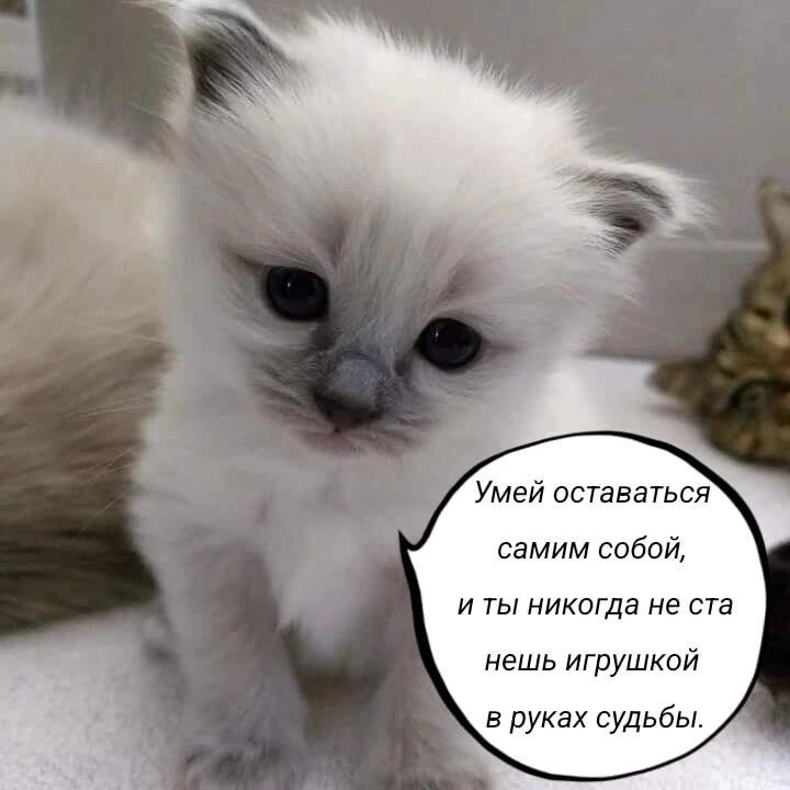 Мем без подписи