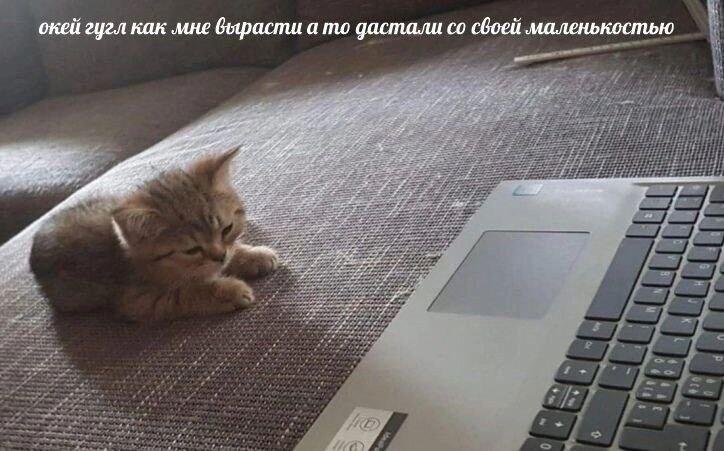 Мем без подписи