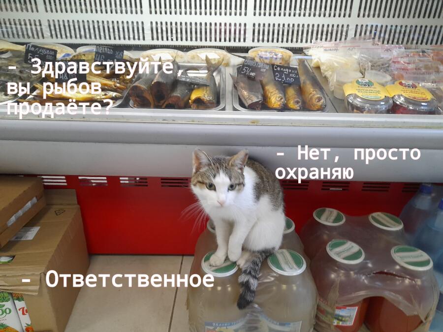 Смотрите, кошечка охраняет рыбов!✨️✨️✨️🪄
Она дала себя погладить...