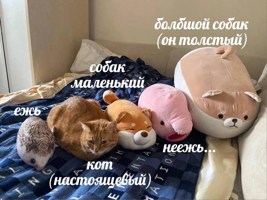 За кого вы голосуете?✨️✨️✨️🪄