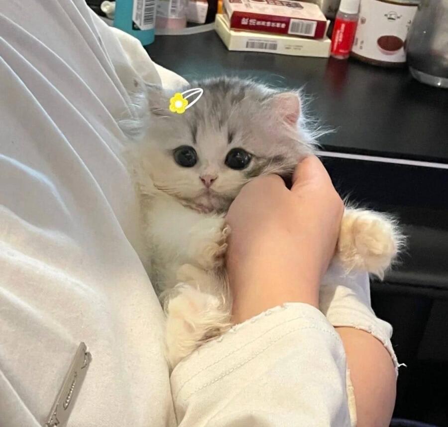 Отвлекитесь от всего и посмотрите на этих милых котят.✨️✨️✨️✨️✨️...