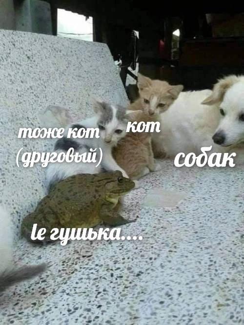 Привет, я новенькая. Честно вру. Ахах.