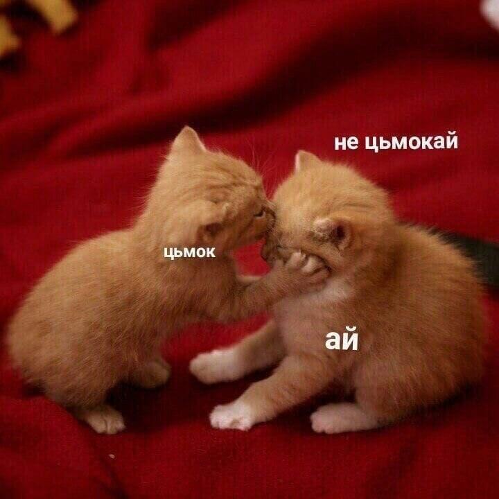 ✨✨✨✨✨✨✨✨🪄
