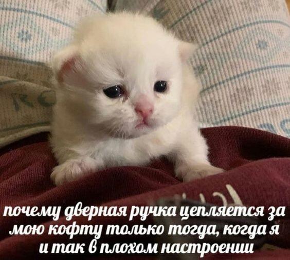 Мем от misfortune official