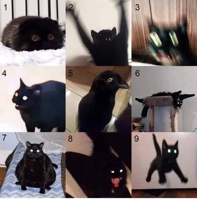 Какой котик ты?✨️✨️✨️✨️✨️✨️✨️✨️✨️🪄 
Я - котик под номером 1. Затаившееся.