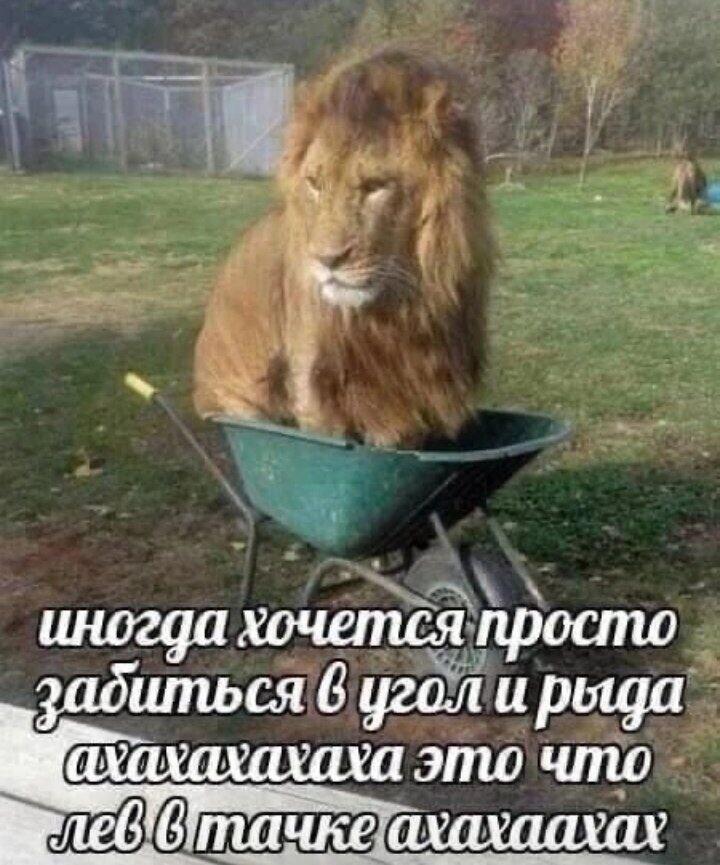 Мем от misfortune official