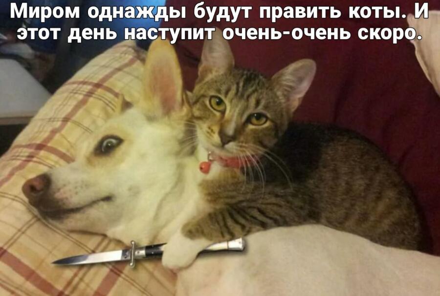 Мем от misfortune official