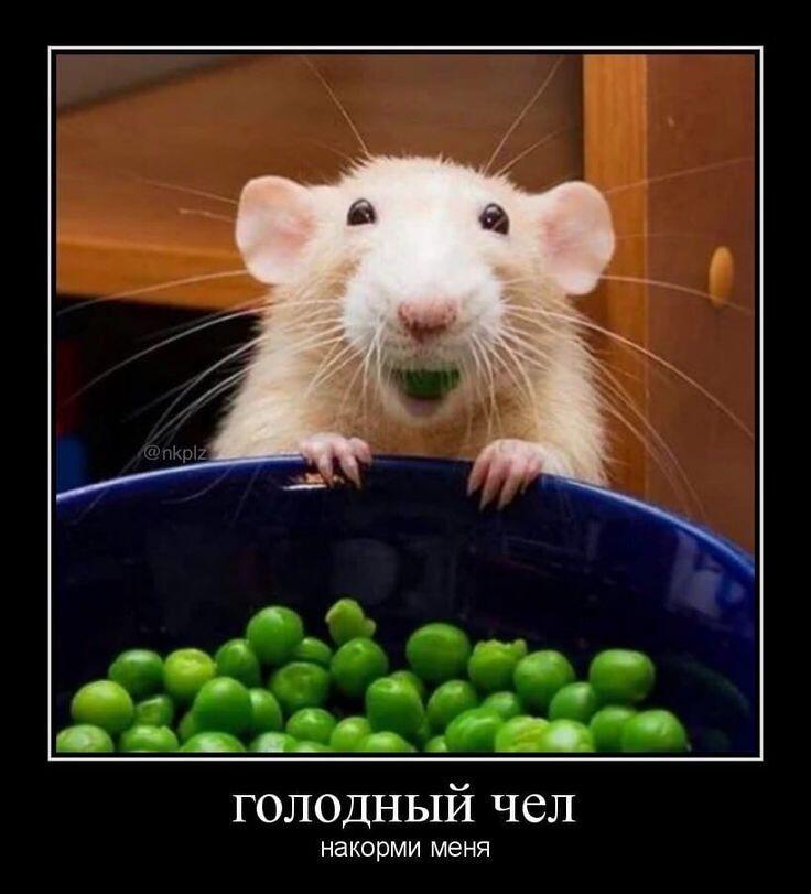 Мем от misfortune official