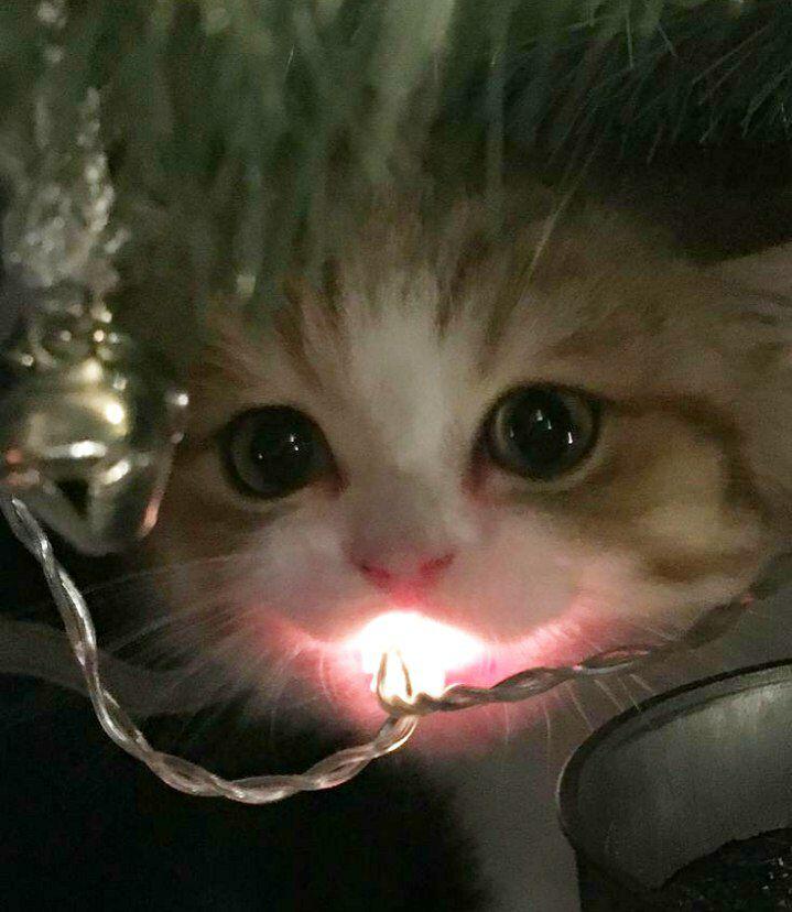 Аватарки с новогодними котиками специально для вас.✨️✨️✨️✨️✨️✨️...