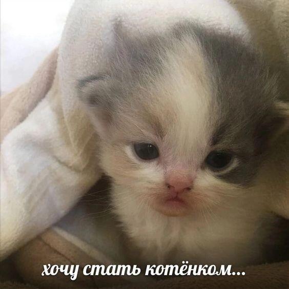 Я тоже, котёнок...(