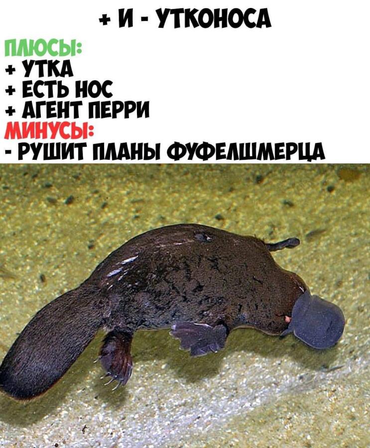 Мем от misfortune official