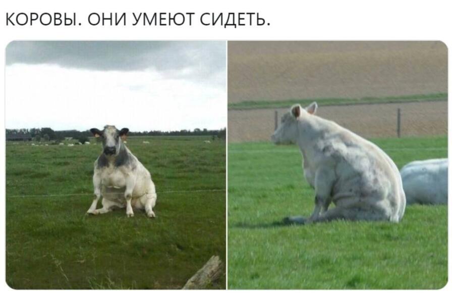 Мем без подписи