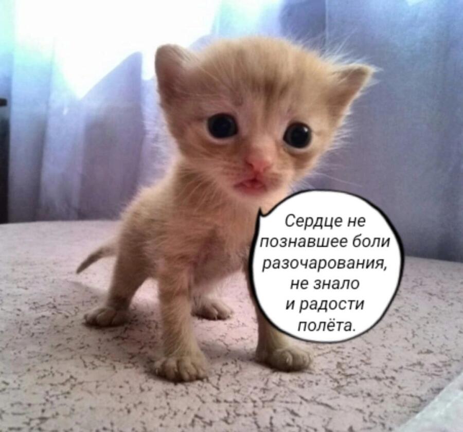Мем от misfortune official