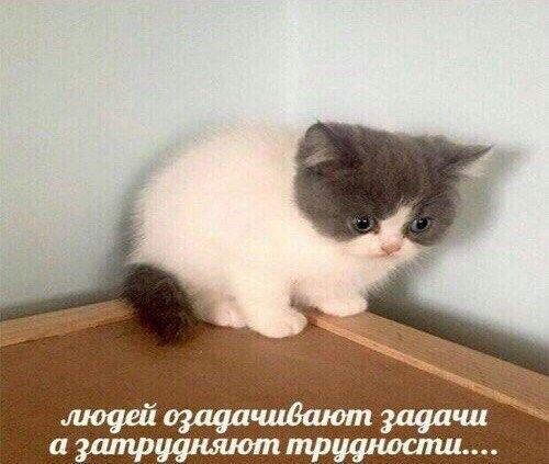 Мем от misfortune official