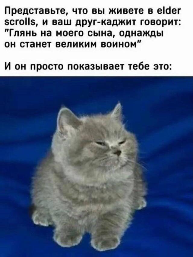 Мем с надписью про кадджита и его сына-воина из игры Elder Scrolls, ниже фото толстого пушистого серого котика с суровым выражением морды
