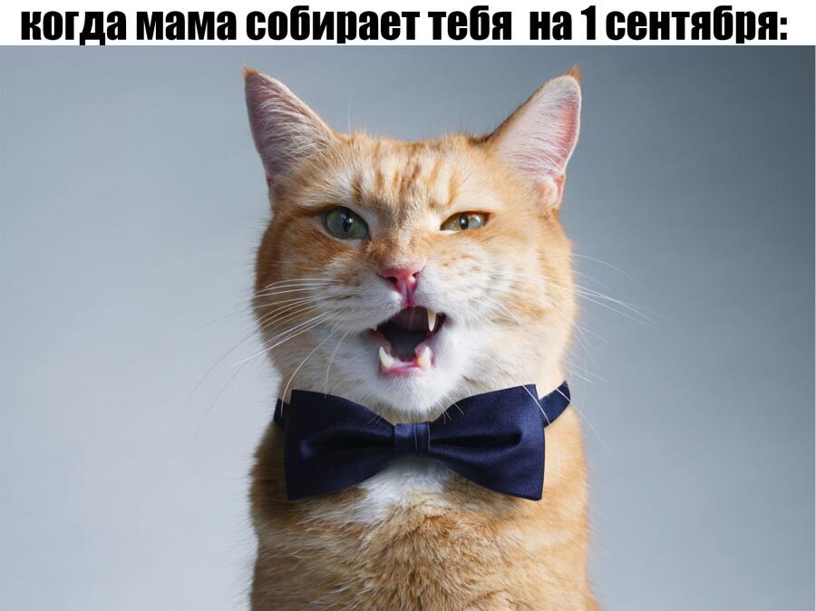 линейка