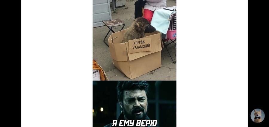 сорри что долго не было скоро очень много мемов штук 20