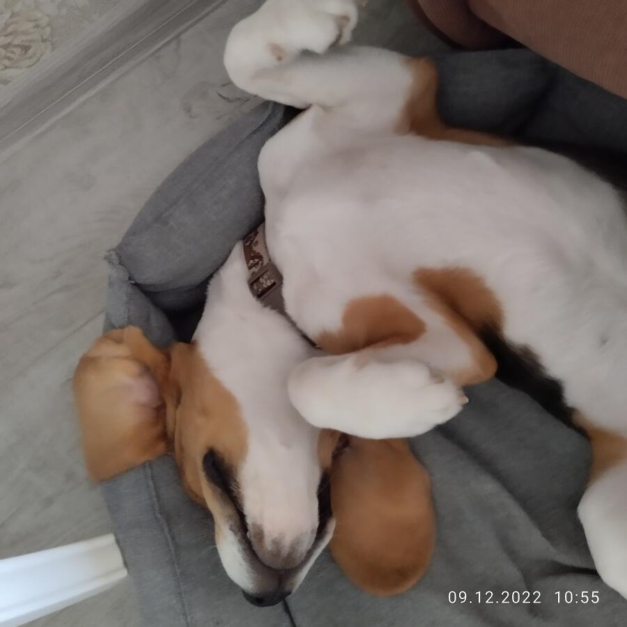 Я-Опять вставать рано... СПАТЬ ХАЧУ!!
Мой питомец=