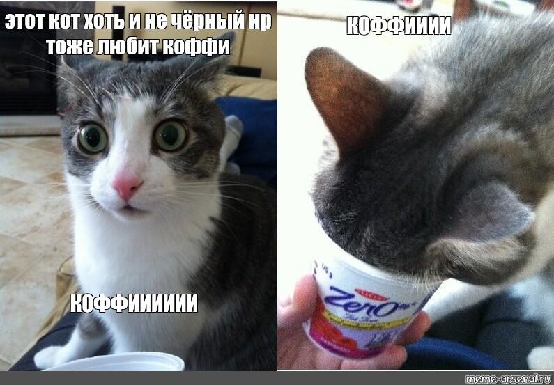 КООФИИИ(просто кот который любит коффии