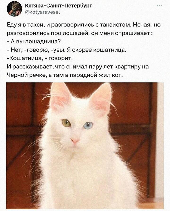 Держите трогательную историю о Петербургском коте!
