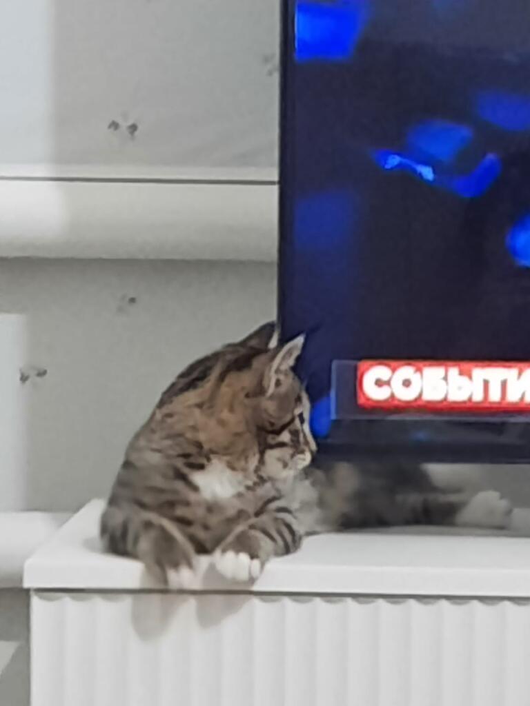 Кошка моей бабушки всегда смотрит телик и спит на подставке для телевизора выглялит забавно.