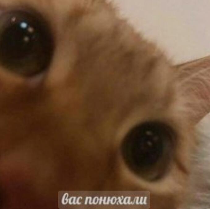 Вас понюхал котик, передавайте его дальше, чтобы другие насладились нюханием котика