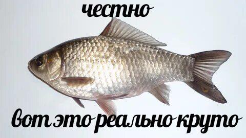 Ну допустим  бульк смотртте теги буль