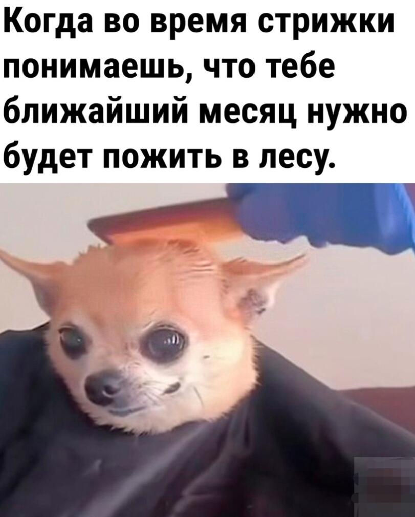 Маленький испуганный чихуахуа с широко открытыми глазами сидит на стрижке, пока мастер расчёсывает его шерсть