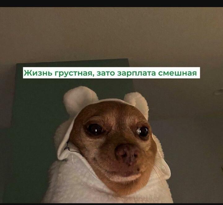 Грустное лицо собаки в белой шапке с ушками, наложенный текст: Жизнь грустная, зато зарплата смешная