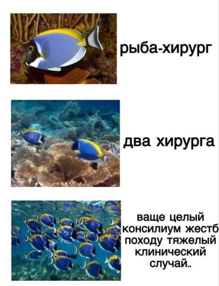 привет! Я Дори! У меня проблемы с краткосрочной памятью! 
привет! Я Дори! У меня проблемы с краткосрочной памятью!