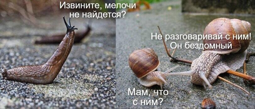 (так-то это разные разные виды, но кому не пофиг :? )