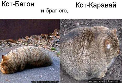 Хлебарсики