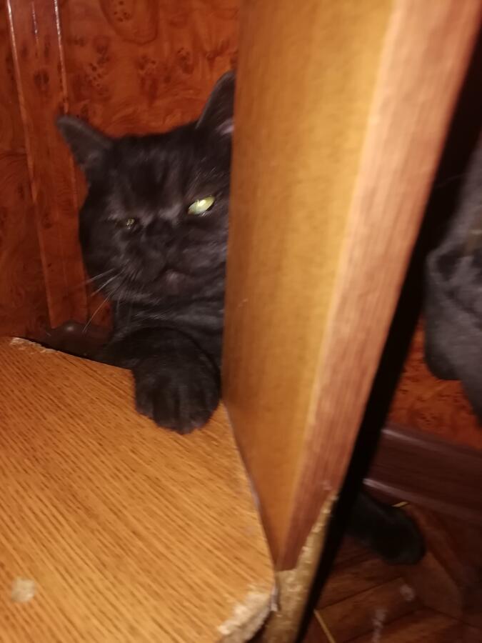 Кот:перестань светить мне в глоза, челове!
