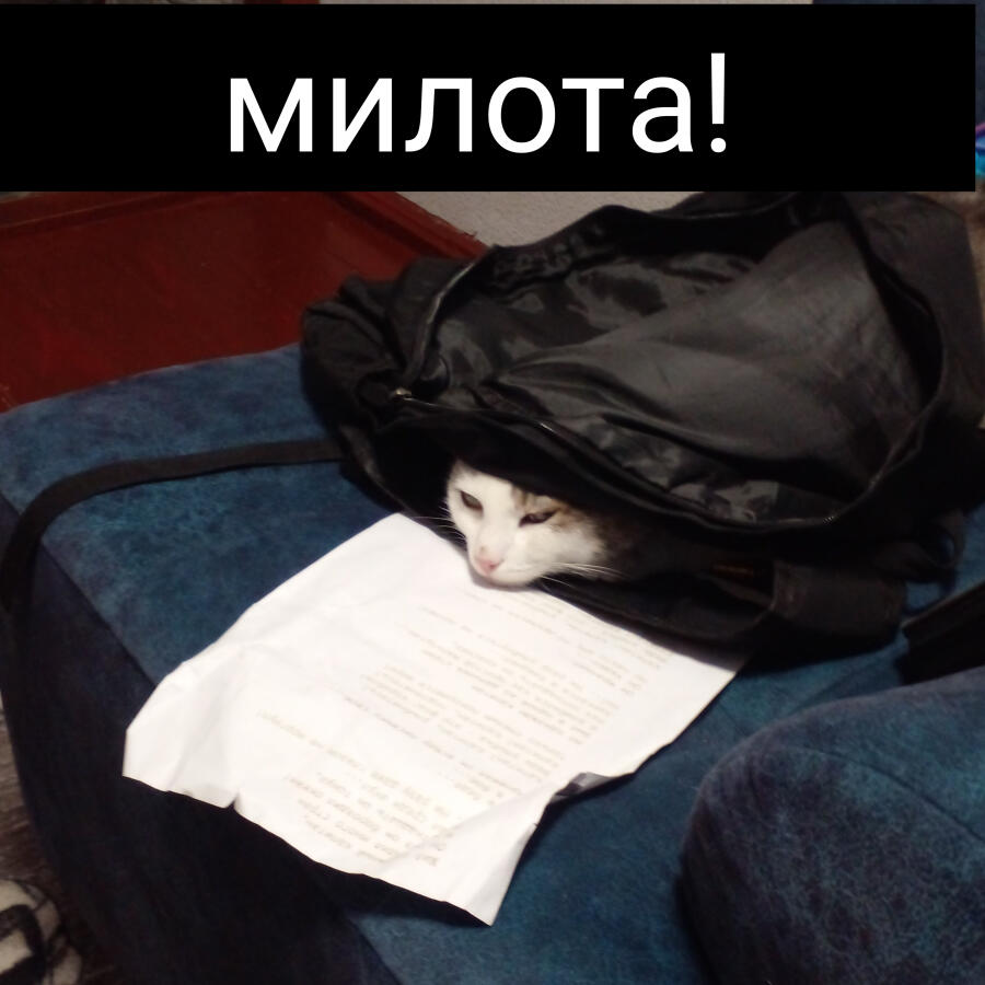 мой кот делает за меня домашку