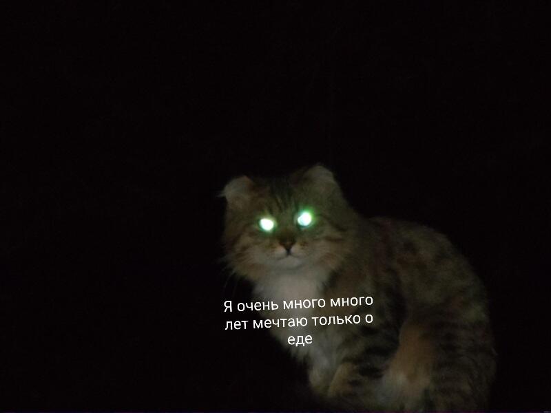 Я: случайно запираю кота в чулане 
Кот  который сидит там уже  
неделю: