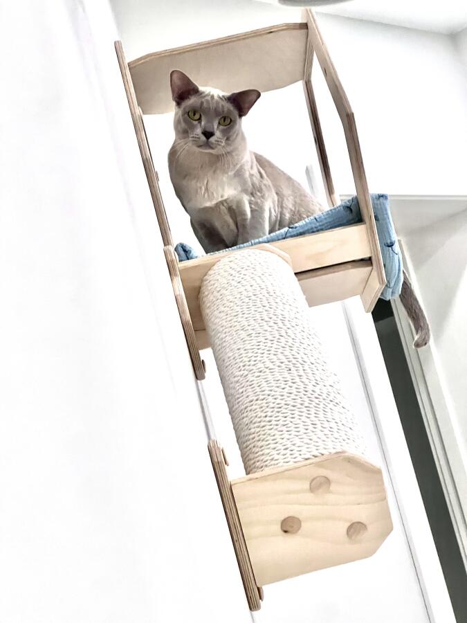 мои коты постоянно меня преследуют только лишь на один  
АТОМ следует вылезти моему лицу и они сразу меня замечают  
 