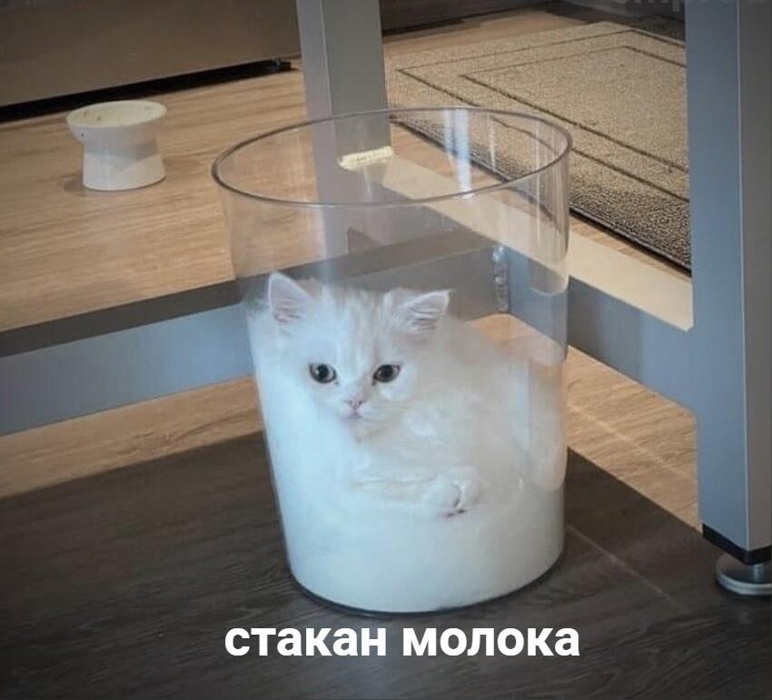новое котоко (тип кото молоко) !! 
невероятно мурчащее и тёплое 
мав)