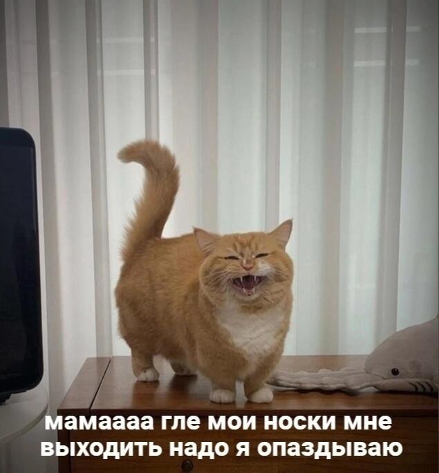 Котик— олицетворение меня перед выходом в шк.