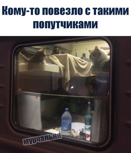 Эта запись нужна, чтобы мне написать о своей любви к музыке c418 
 
Ну и чтобы кинуть вам мемас) 
Один билет до котог