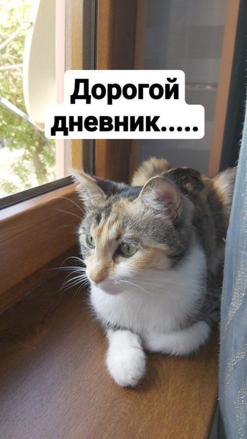 Я: Кот, ты надоел ронять ёлку, не кормлю тебя до завтра!! 
Котя: