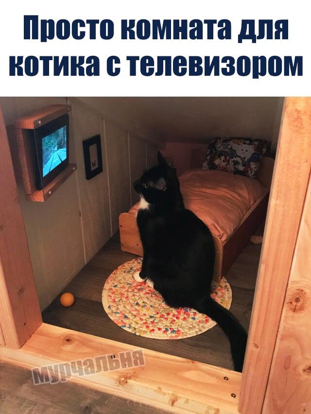 Котек с телекам и ничего лишнего