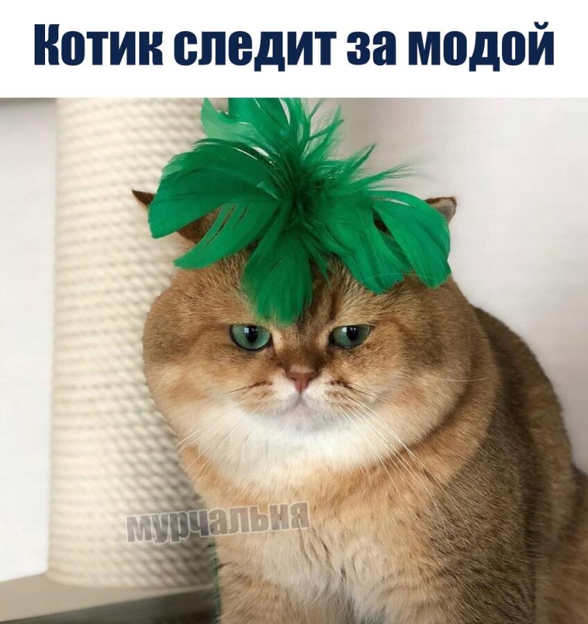 Мем от Kotik_myrzilkin